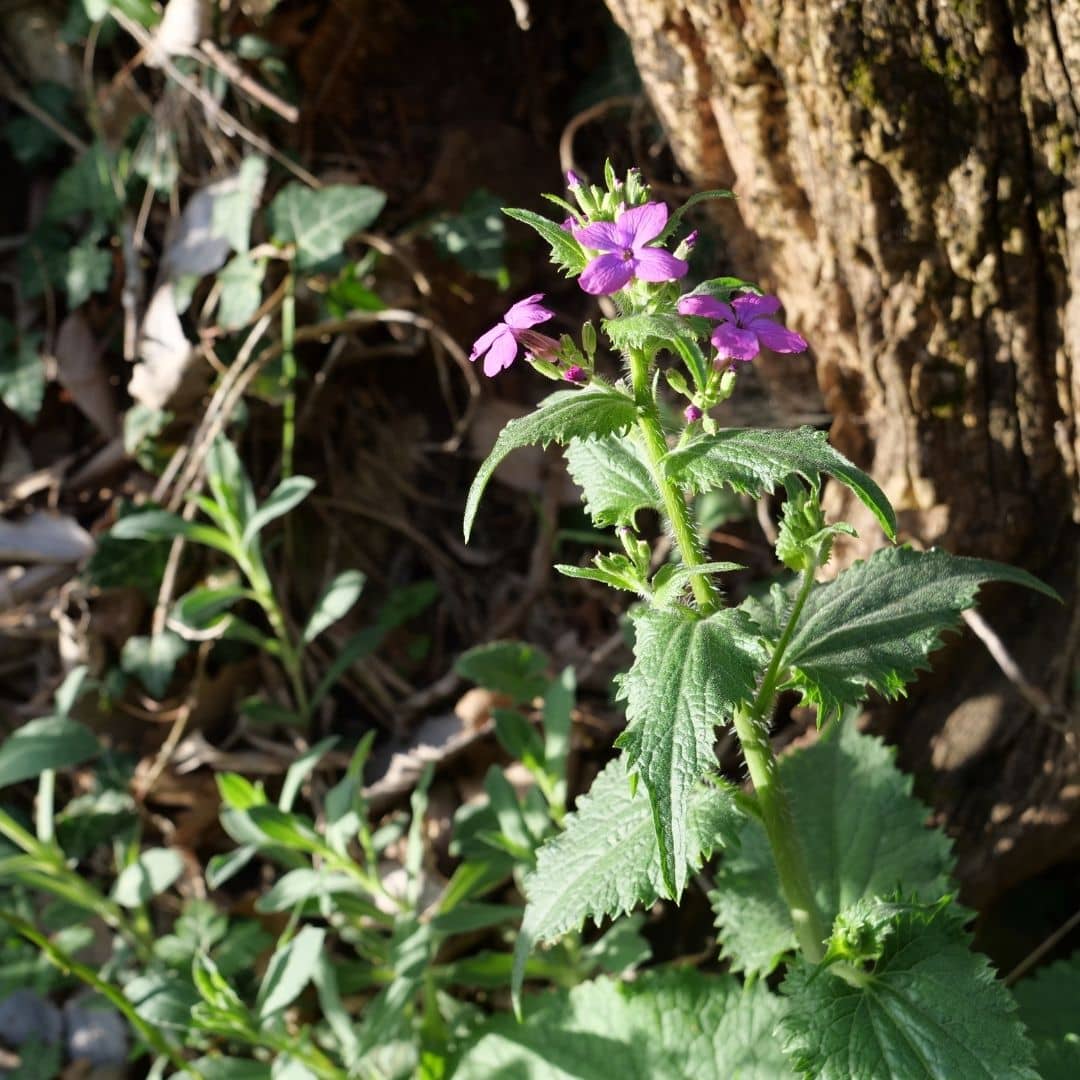 cultiver la monnaie du pape linaria annua une des plantes sauvages les plus facile à cultiver