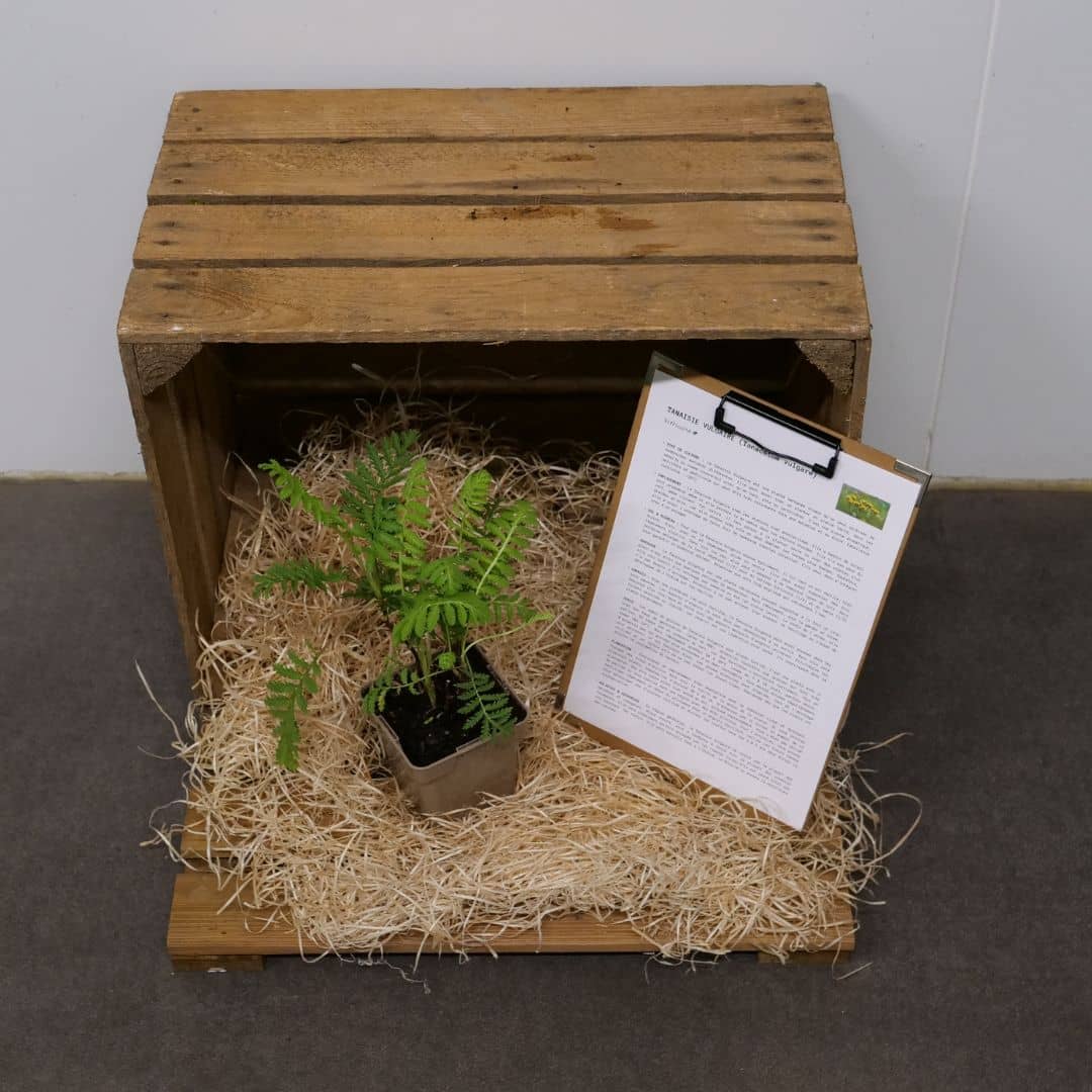 cultiver la tanaisie commune avec les conseils de culture de monde vegetal