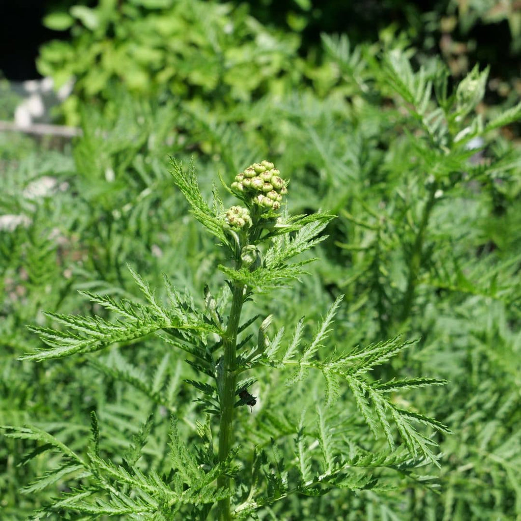cultiver la tanaisie commune une plante sauvage robuste et facile de culture