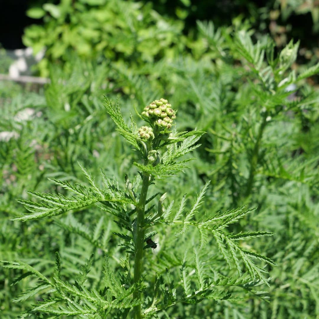 cultiver la tanaisie commune une plante sauvage robuste et facile de culture