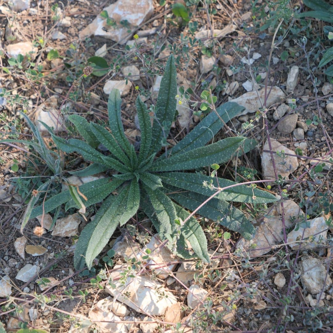 cultiver la vipérine commune echium vulgare une plante sauvage résistante au sec et au froid