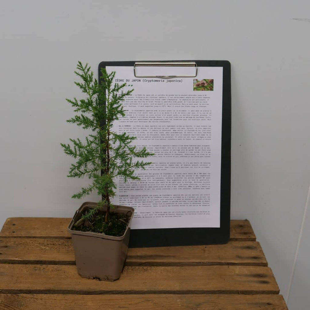 cultiver le Cryptomeria japonica avec tous les conseils de culture de monde vegetal