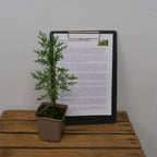 cultiver le Cryptomeria japonica avec tous les conseils de culture de monde vegetal