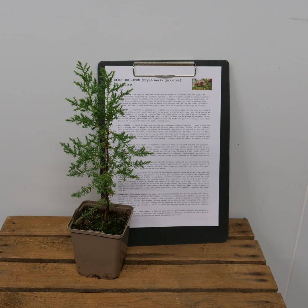 cultiver le Cryptomeria japonica avec tous les conseils de culture de monde vegetal