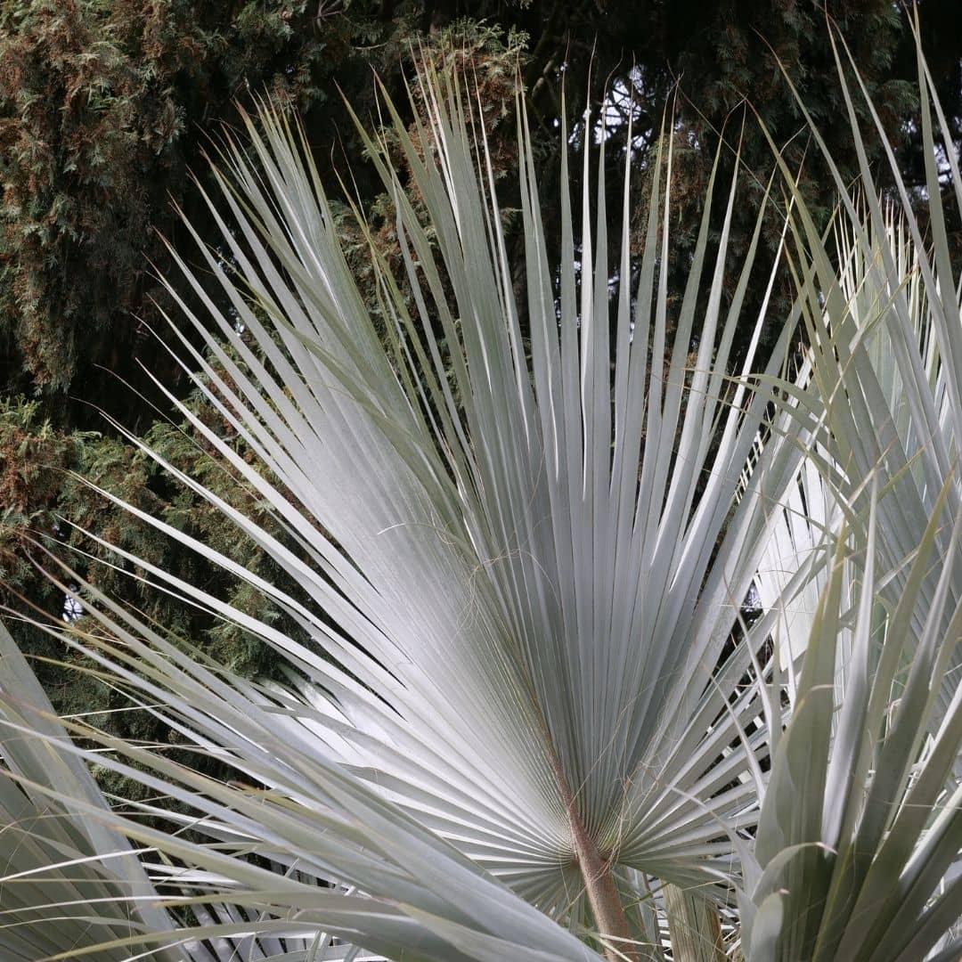 cultiver le brahea armata avec monde vegetal