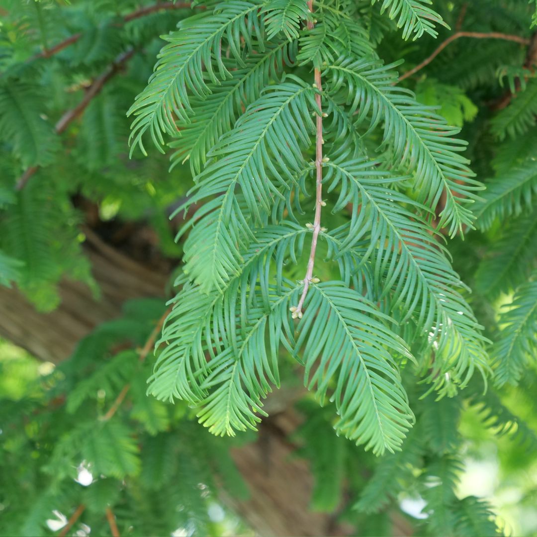 cultiver le metasequoia de chine un grand conifère préhistorique