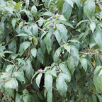 cultiver le piment geant red giant capsicum pubescens un piment rare