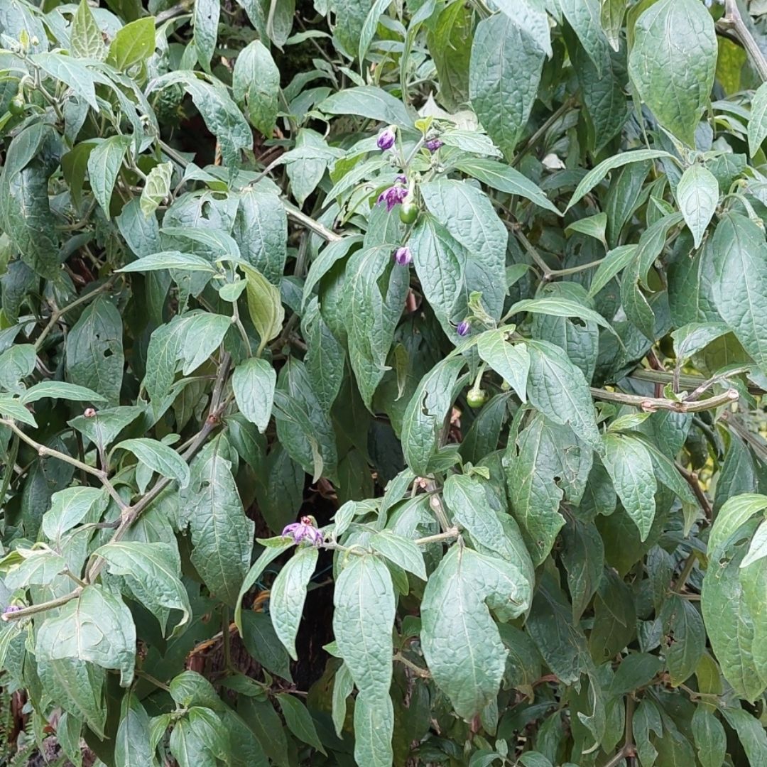 cultiver le piment geant red giant capsicum pubescens un piment rare