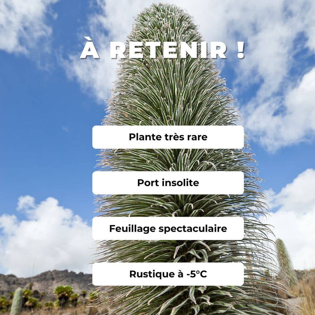 cultiver planter semer GRAINES Lobelia telekii Lobélie Géante Mont Kenya