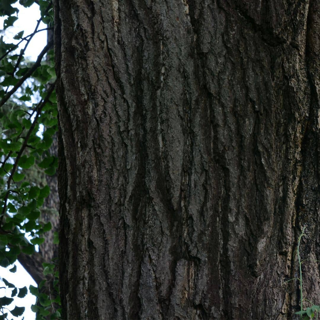 cultiver vos graines de votre ginkgo biloba avec monde végétal