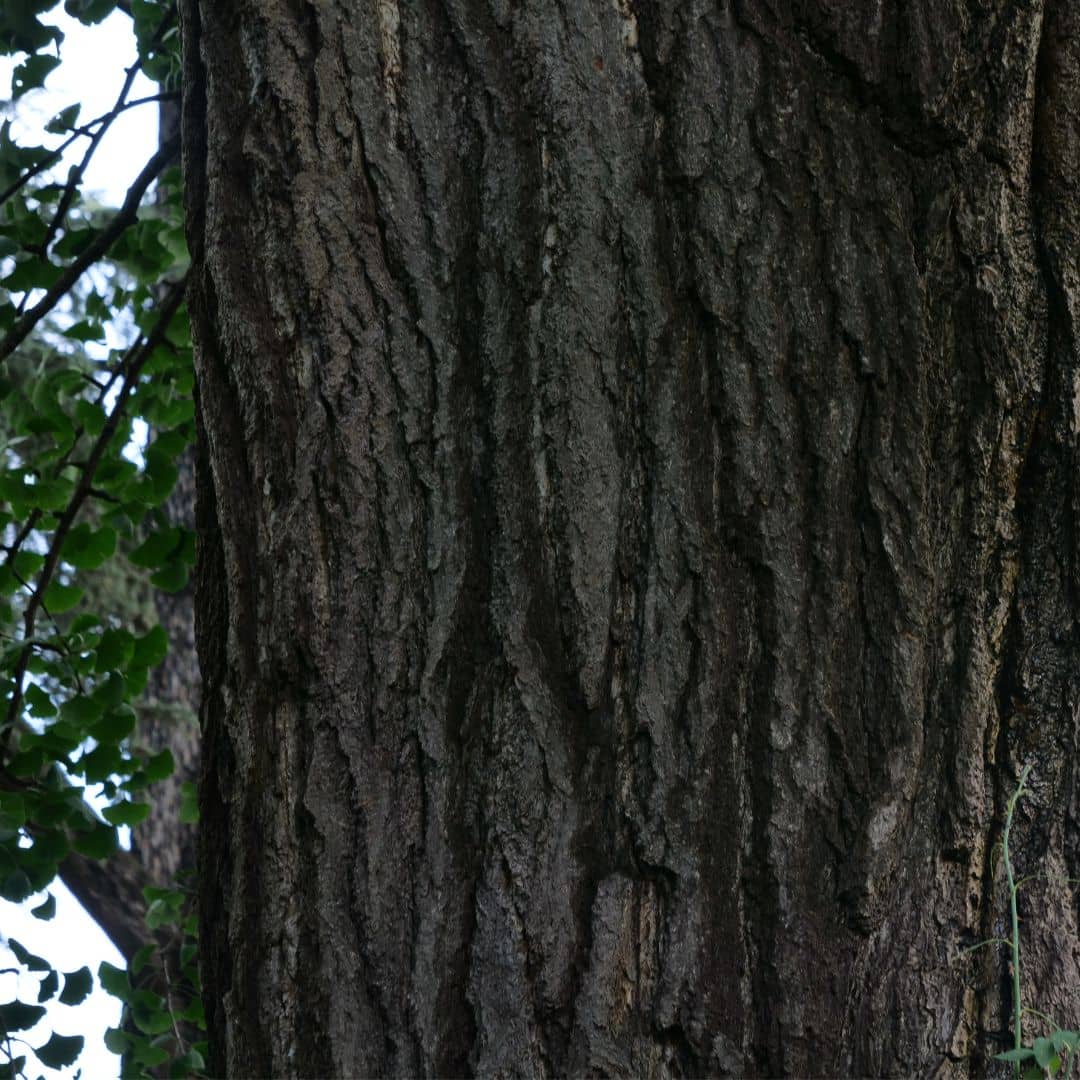 cultiver vos graines de votre ginkgo biloba avec monde végétal
