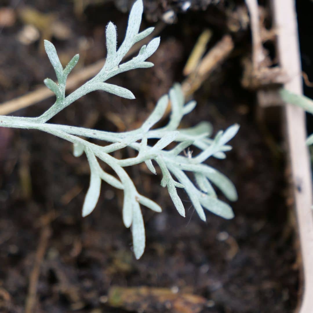 cultiver le génépi noir artemisia genepi