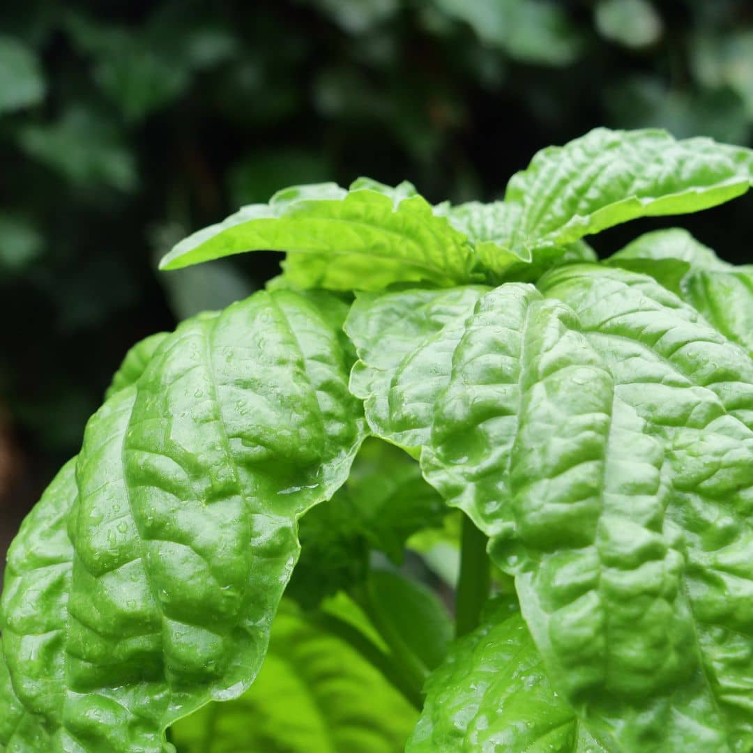 cultivez le basilic géant avec monde vegetal