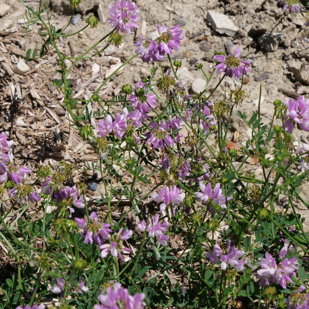 culture de la securigera varia comment planter et semer pour les terrains secs et pauvres
