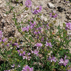 culture de la securigera varia comment planter et semer pour les terrains secs et pauvres