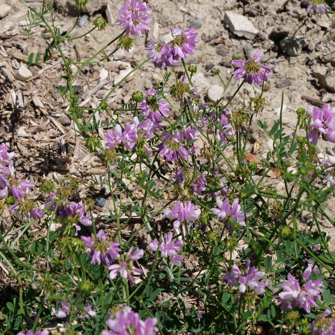 culture de la securigera varia comment planter et semer pour les terrains secs et pauvres