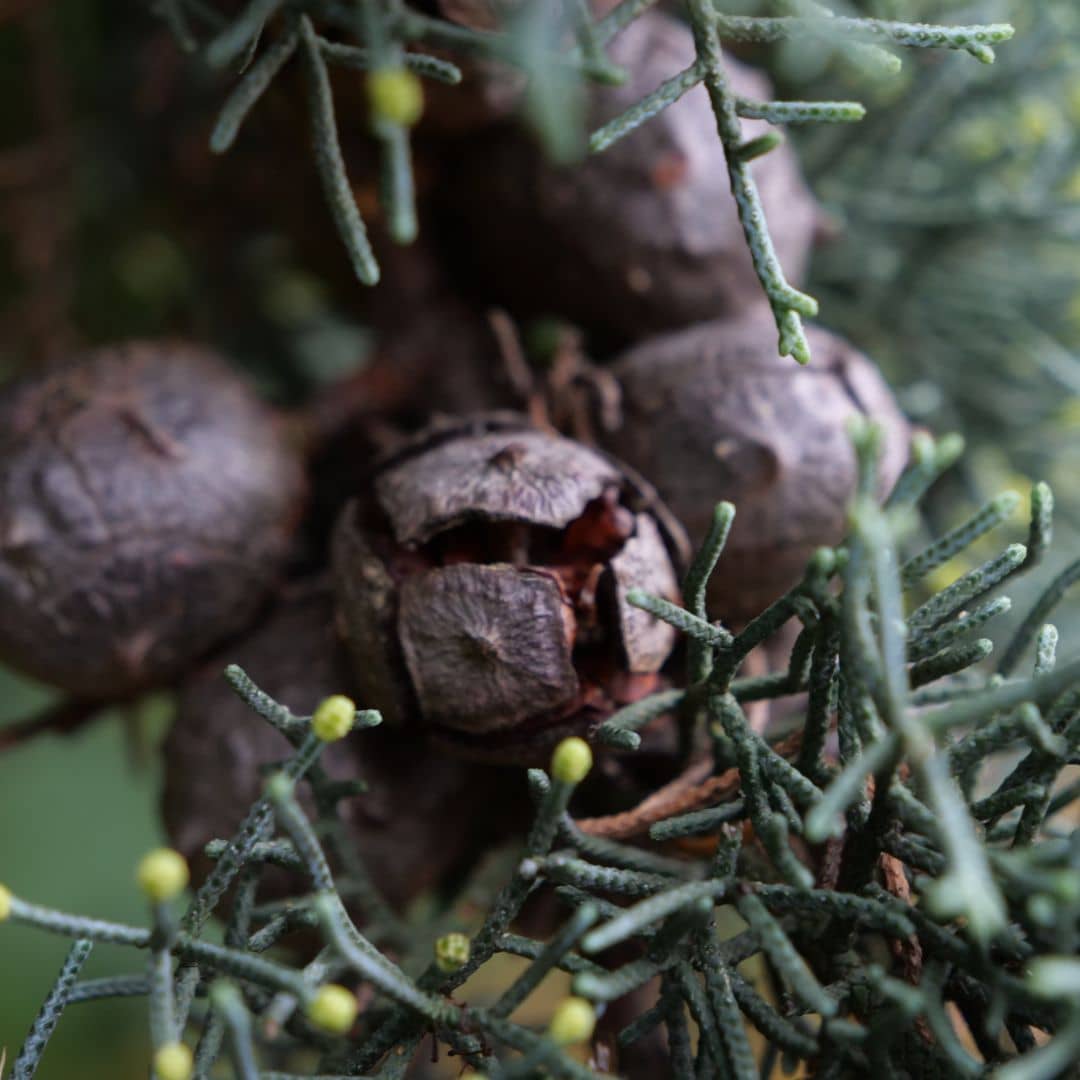 cupressus arizonia à semer cyprès de l'arizona
