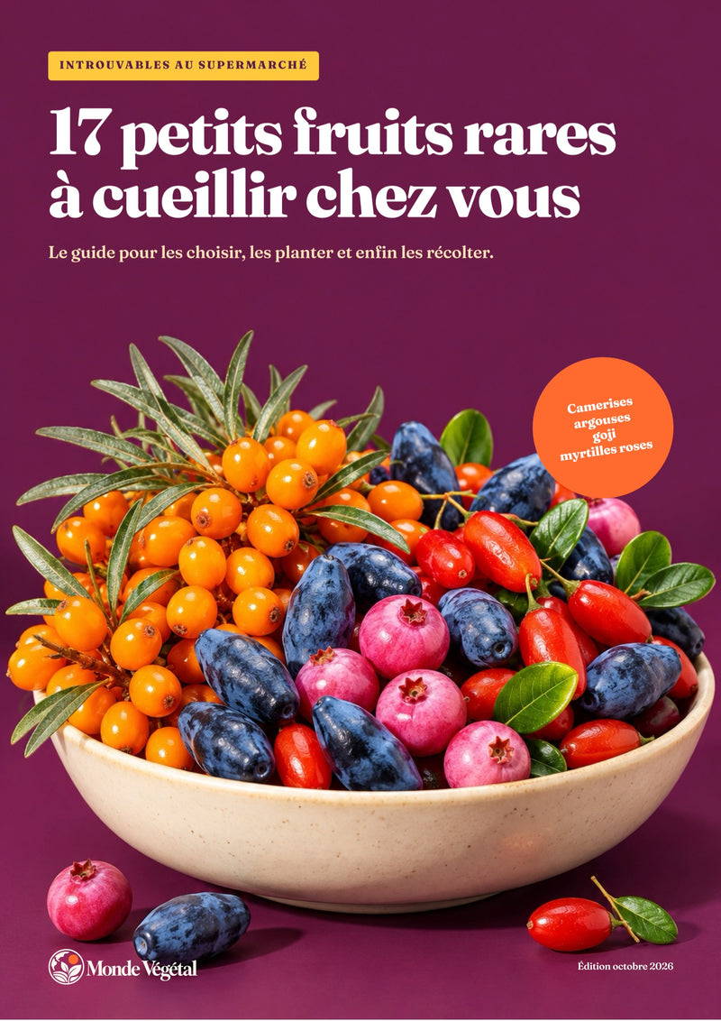 Couverture de l’ebook « 17 petits fruits rares à cueillir chez vous » : une coupe de camerises, argouses, goji et myrtilles roses sur fond prune