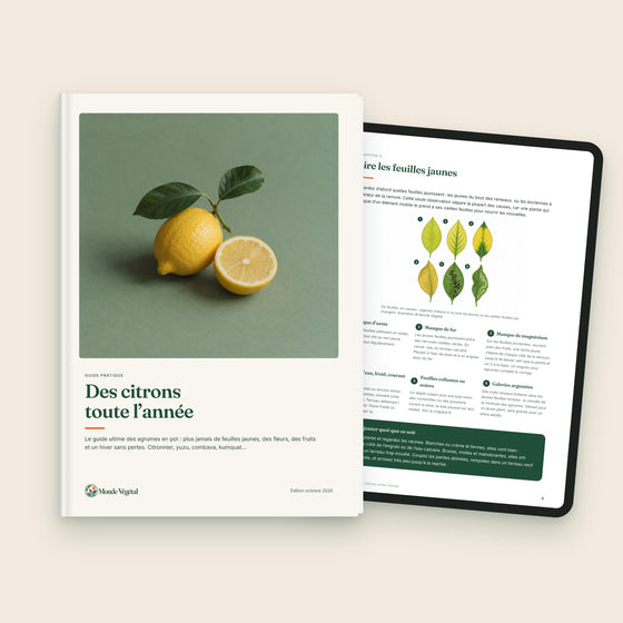 Ebook « Des citrons toute l’année », couverture et page sur tablette