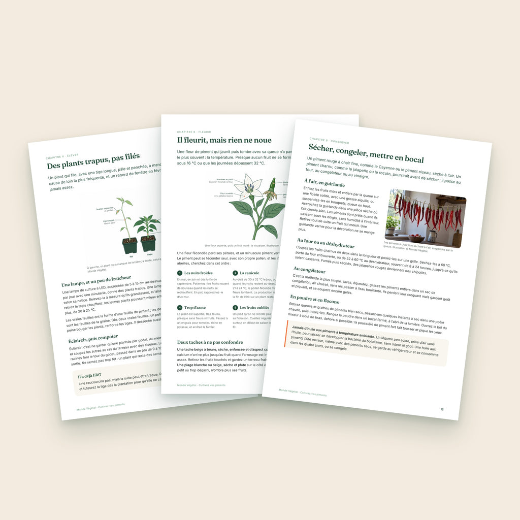 Trois pages intérieures de l’ebook sur les piments