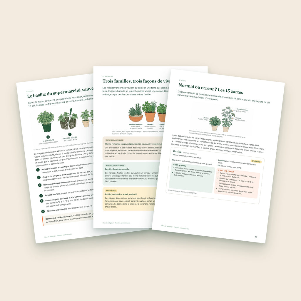 Trois pages intérieures de l’ebook sur les plantes aromatiques : le basilic du supermarché, les trois familles, les cartes
