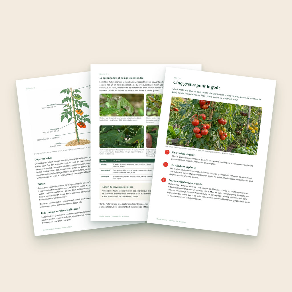 Trois pages intérieures de l’ebook sur les tomates : taille, mildiou, goût