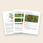 Trois pages intérieures de l’ebook sur les tomates : taille, mildiou, goût