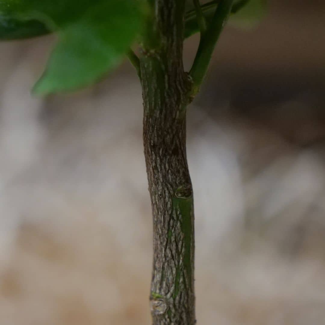 écorce Bigaradier Citrus aurantium