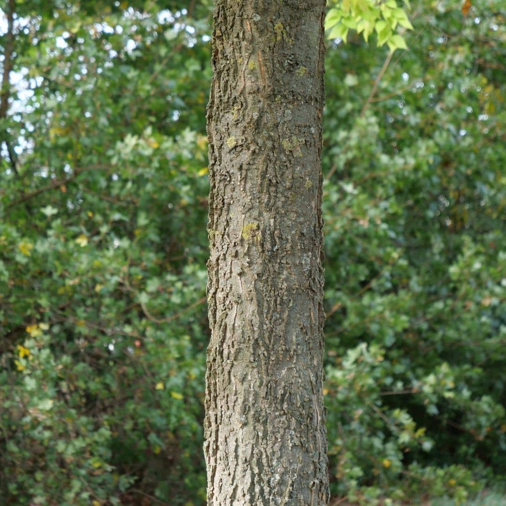 ecorce du micocoulier de virginie un bel arbre de foret
