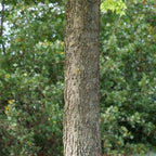 ecorce du micocoulier de virginie un bel arbre de foret
