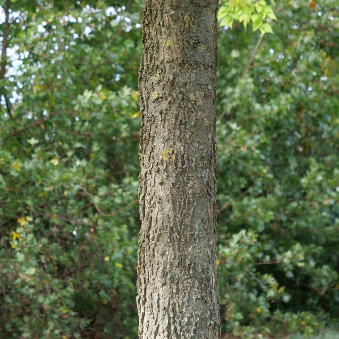 ecorce du micocoulier de virginie un bel arbre de foret