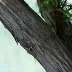 écorce esthétique du metasequoia un grand conifère rare de bord d'eau qui perd son feuillage l'hiver