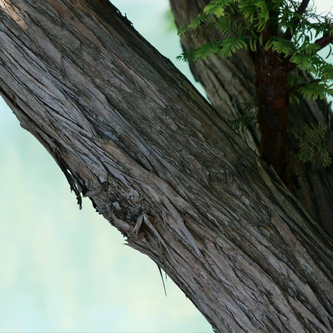 écorce esthétique du metasequoia un grand conifère rare de bord d'eau qui perd son feuillage l'hiver