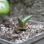faire germer des graines d'agave rouge agave kerchovei Huajuapan Red et cultiver cet agave rare avec monde vegetal