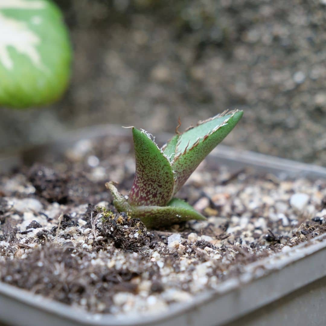 faire germer des graines d'agave rouge agave kerchovei Huajuapan Red et cultiver cet agave rare avec monde vegetal