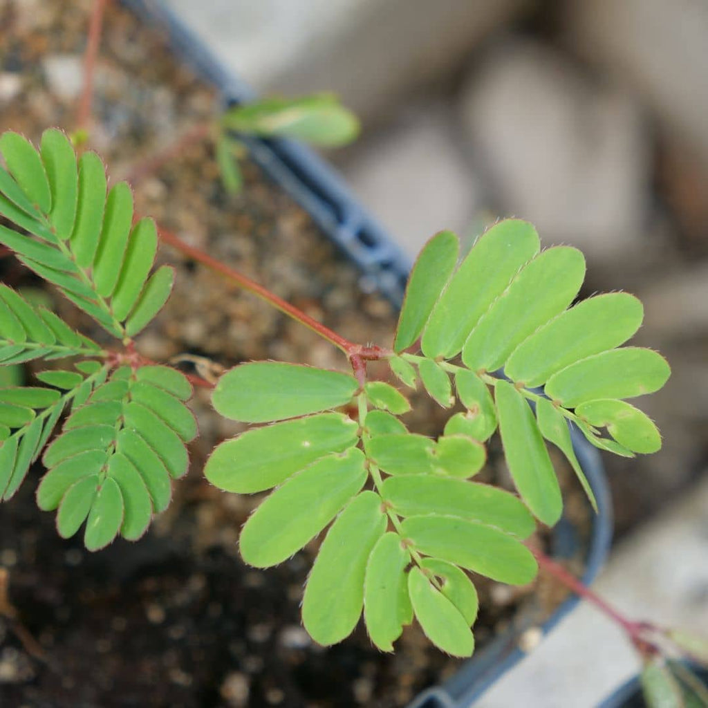 faire germer des graines de mimosa pudica plante sensitive