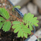 faire germer des graines de mimosa pudica plante sensitive