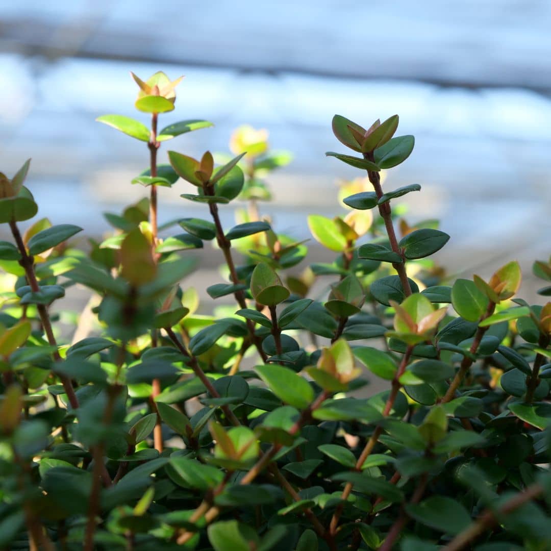 feuillag de ugni molinae plante à fruits tropicaux rares qu'on peut cultiver en france mnonde vegetal