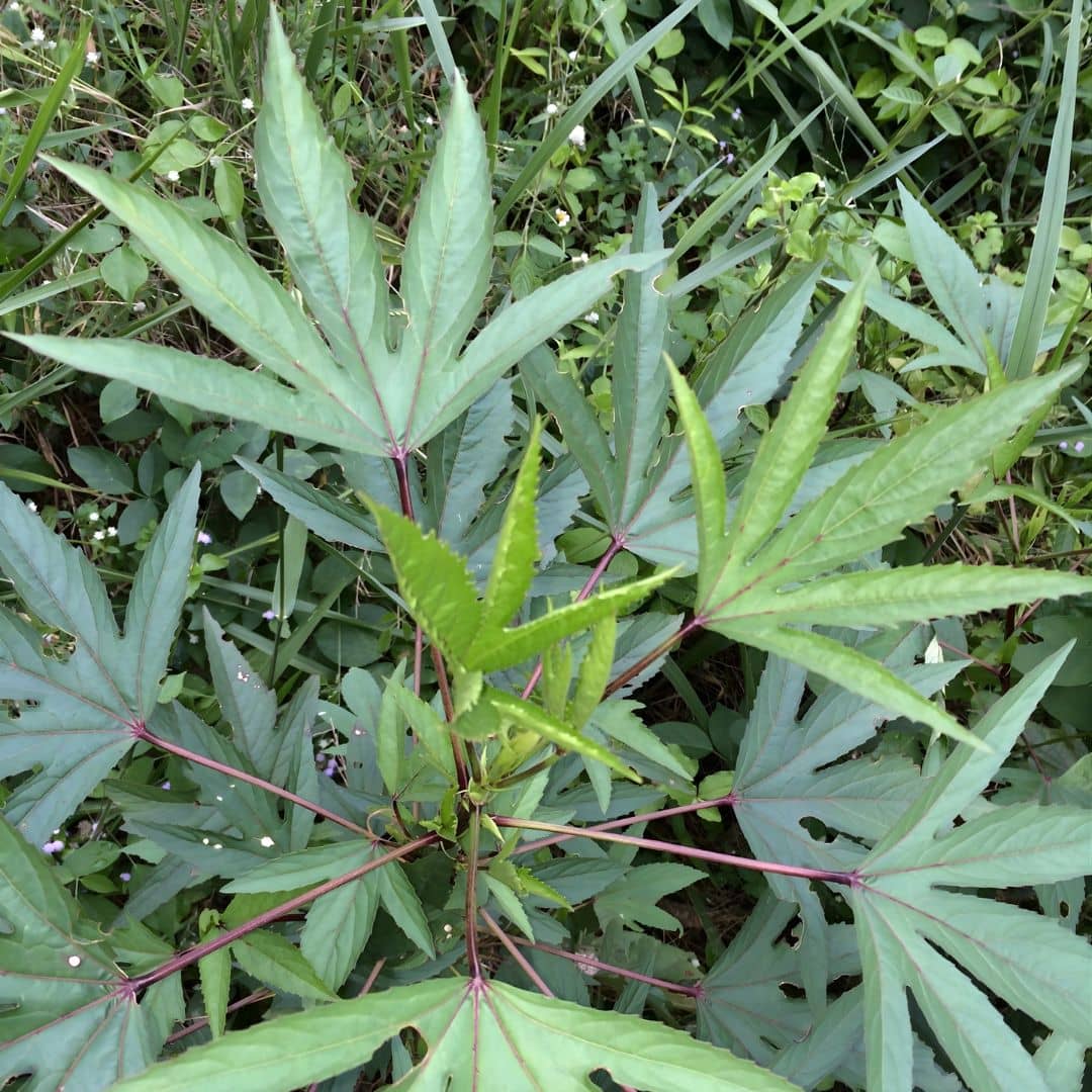 feuillage de l'hibiscus sabdariffa facile à reconnaitre