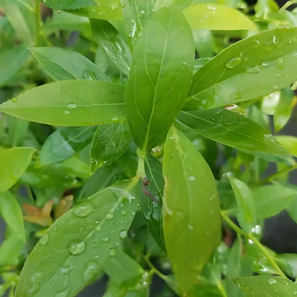feuillage de la myrtille rose monde vegetal