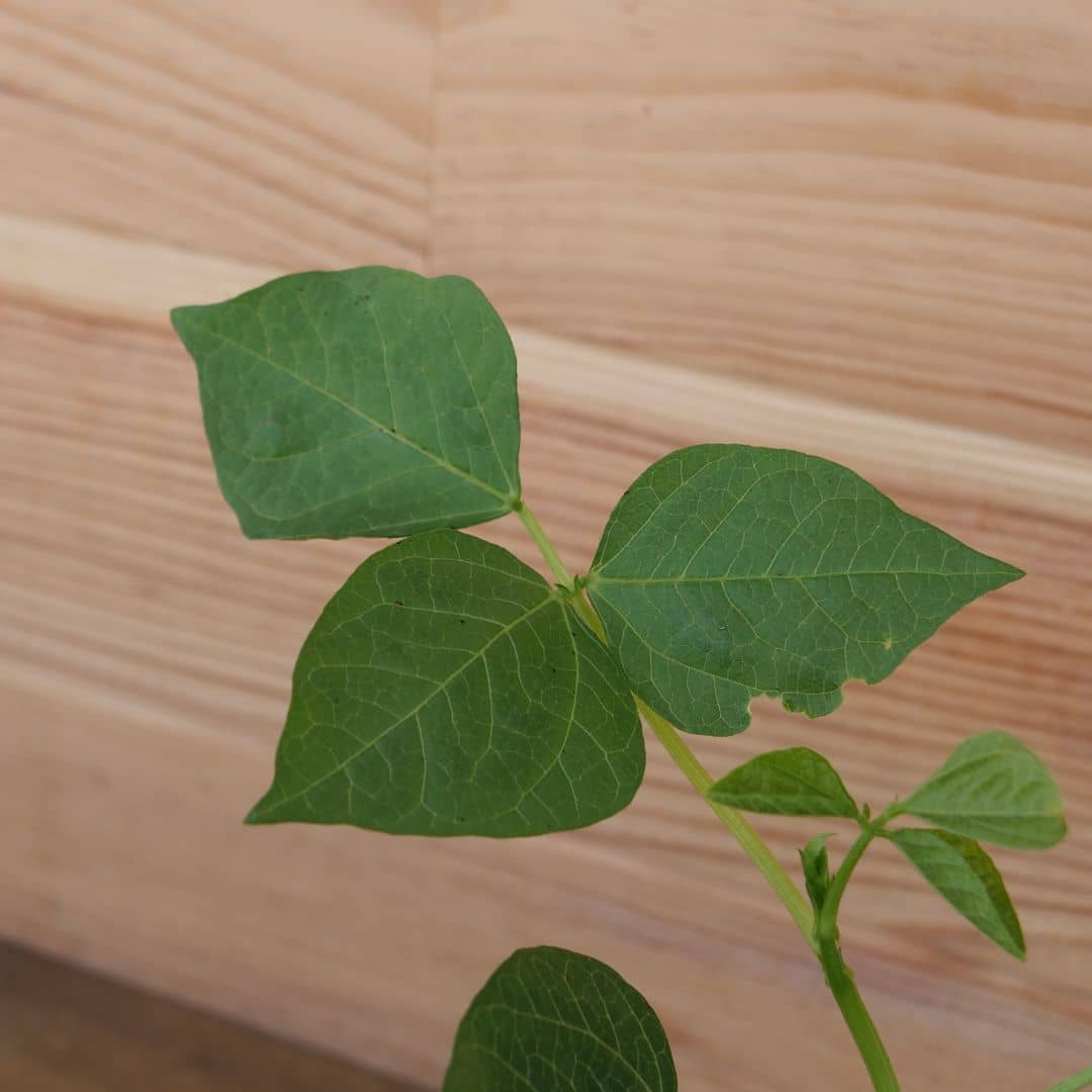 feuillage de vigna angularis Haricot Adzuki plantes potagères rares