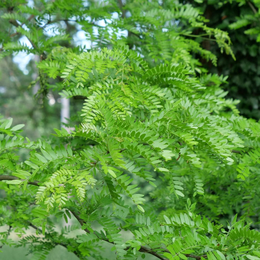 feuillage finement découpé de Gleditsia triacanthos arbre rustique