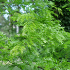 feuillage finement découpé de Gleditsia triacanthos arbre rustique