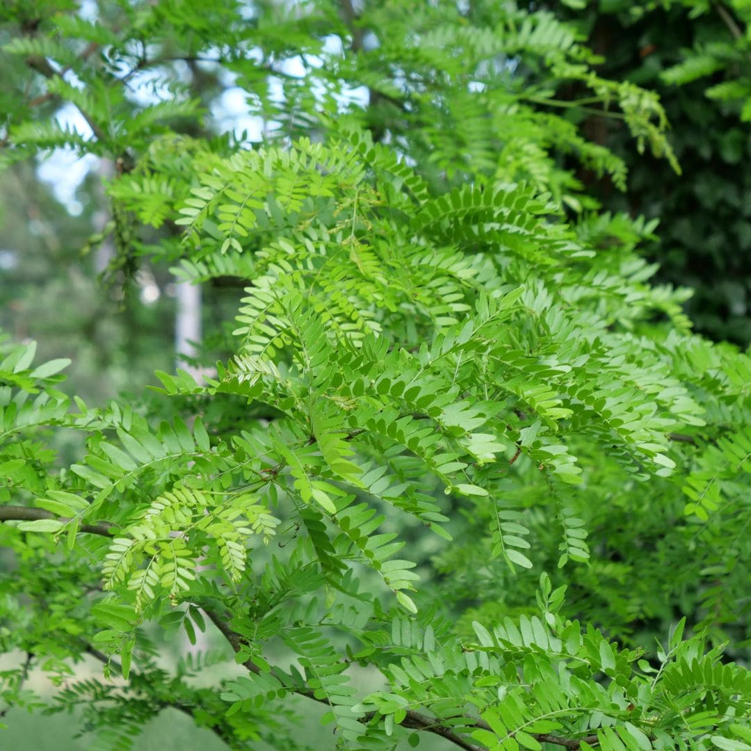 feuillage finement découpé de Gleditsia triacanthos arbre rustique