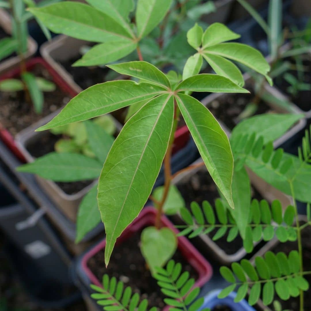 feuilles d'un jeune baby plant de bombax ceiba faux kapokier rouge à cultiver