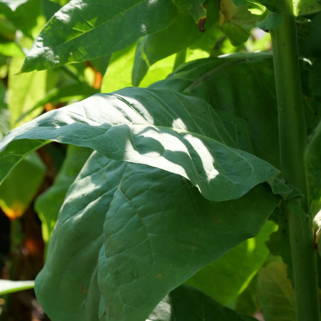 feuilles de tabac cultivé pour protéger son jardin monde vegetal