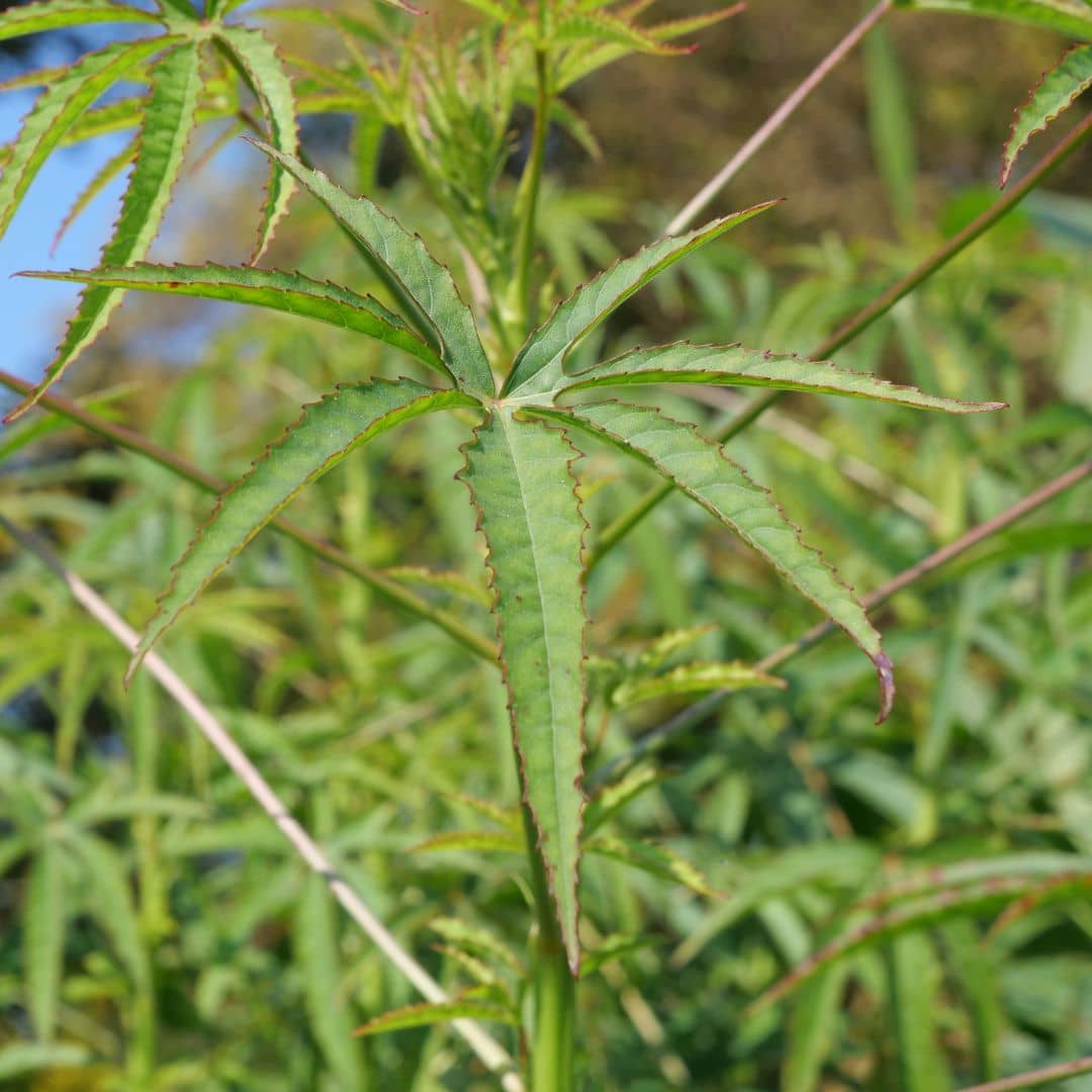 feuilles découpées de l'oseille de guinée