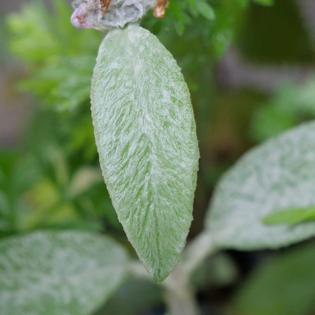 feuilles duveteuses et grises de l'épiaire de byzance monde vegetal