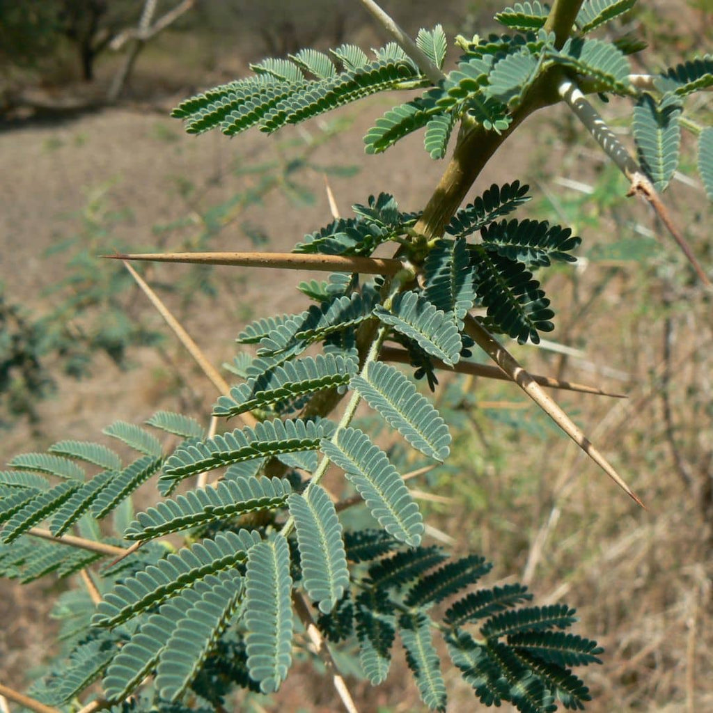 feuilles fines et épines acérées de Vachellia nilotica Acacia du Nil