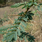 feuilles fines et épines acérées de Vachellia nilotica Acacia du Nil